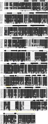 The Sequence and Three-Dimensional Structure Characterization of Snake Venom Phospholipases B